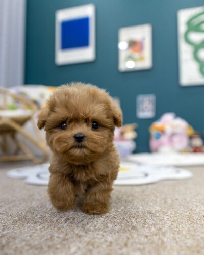 레드 말티푸 남아가 베이지 카펫 위를 카메라 쪽으로 걸어오는 모습, 뒤로 청록색 벽과 액자